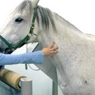 ZooMax Equine – Unser Standard für das Röntgen von Grosstieren - Schweizer Röntgen