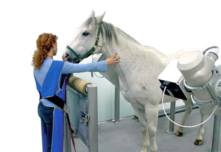 ZooMax Equine – Unser Standard für das Röntgen von Grosstieren – Schweizer Röntgen