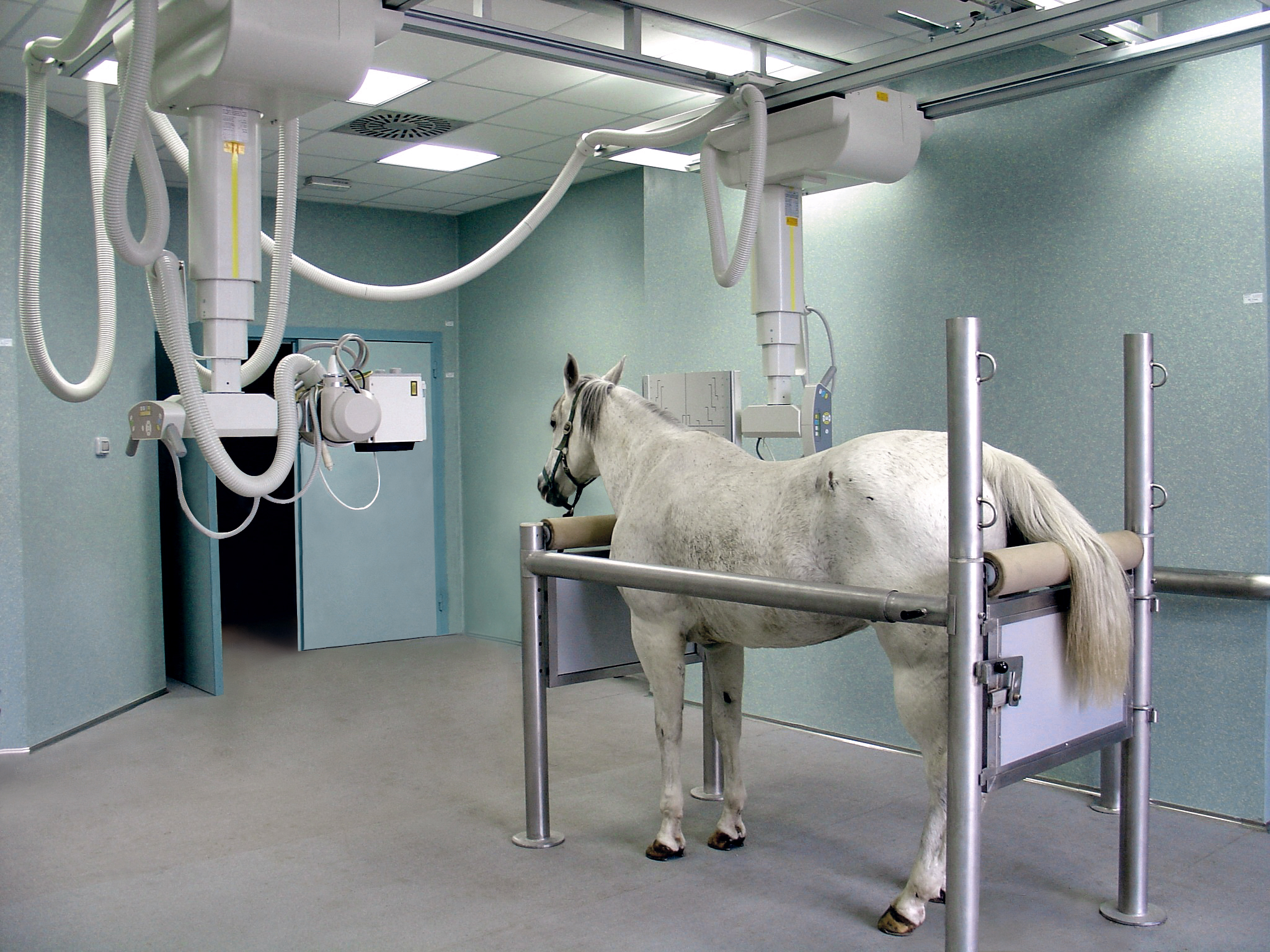 ZooMax Equine – Unser Standard für das Röntgen von Grosstieren – Schweizer Röntgen